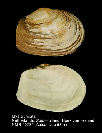 Mya truncata (2).jpg - Mya truncataLinnaeus,1758